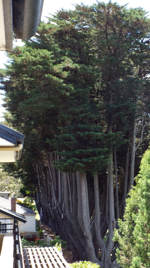 Cipressi australiani